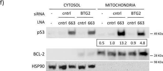 p53 DINP1 Antibody - BSA Free