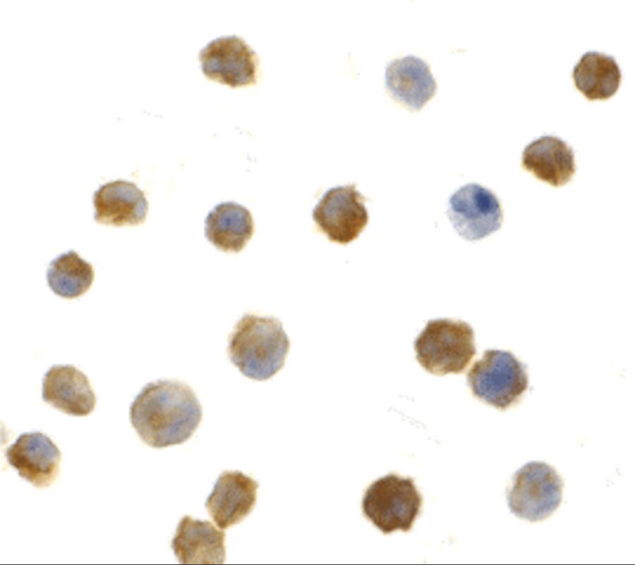 IRAK2 Antibody - BSA Free