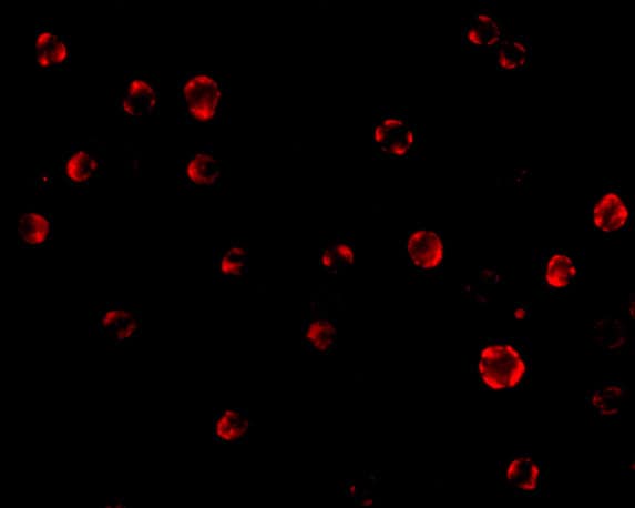 GRG (Groucho homolog) Antibody - BSA Free