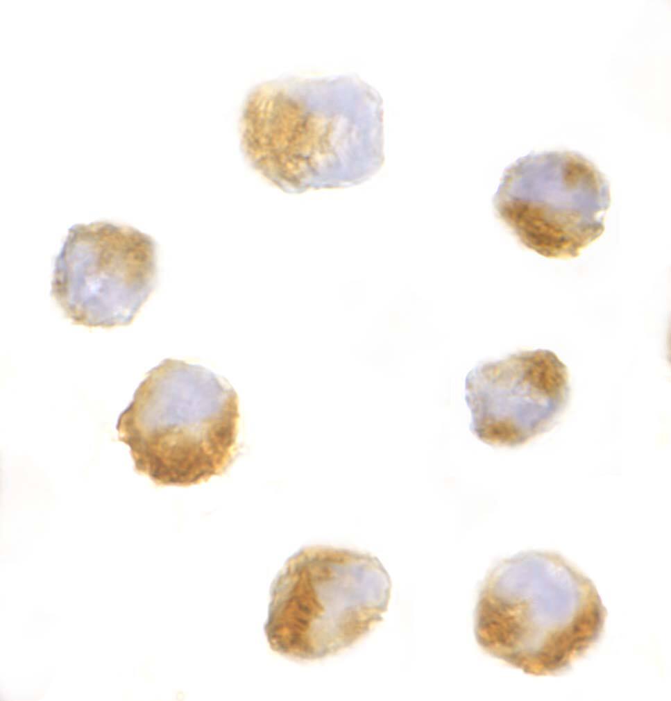 GRG (Groucho homolog) Antibody - BSA Free