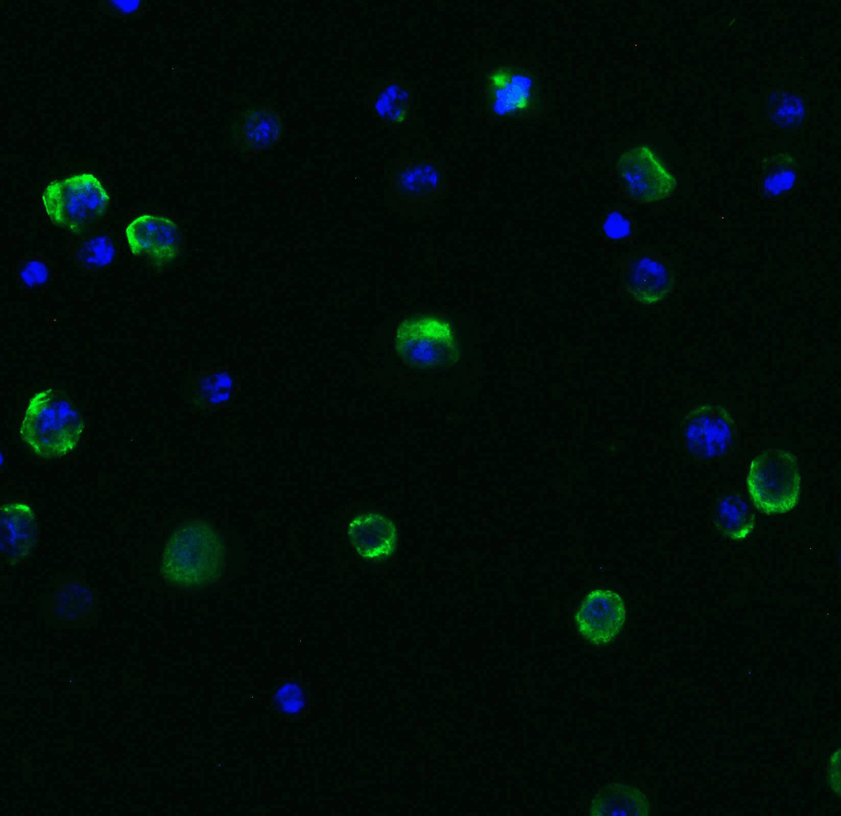 Beclin 1 Antibody - BSA Free