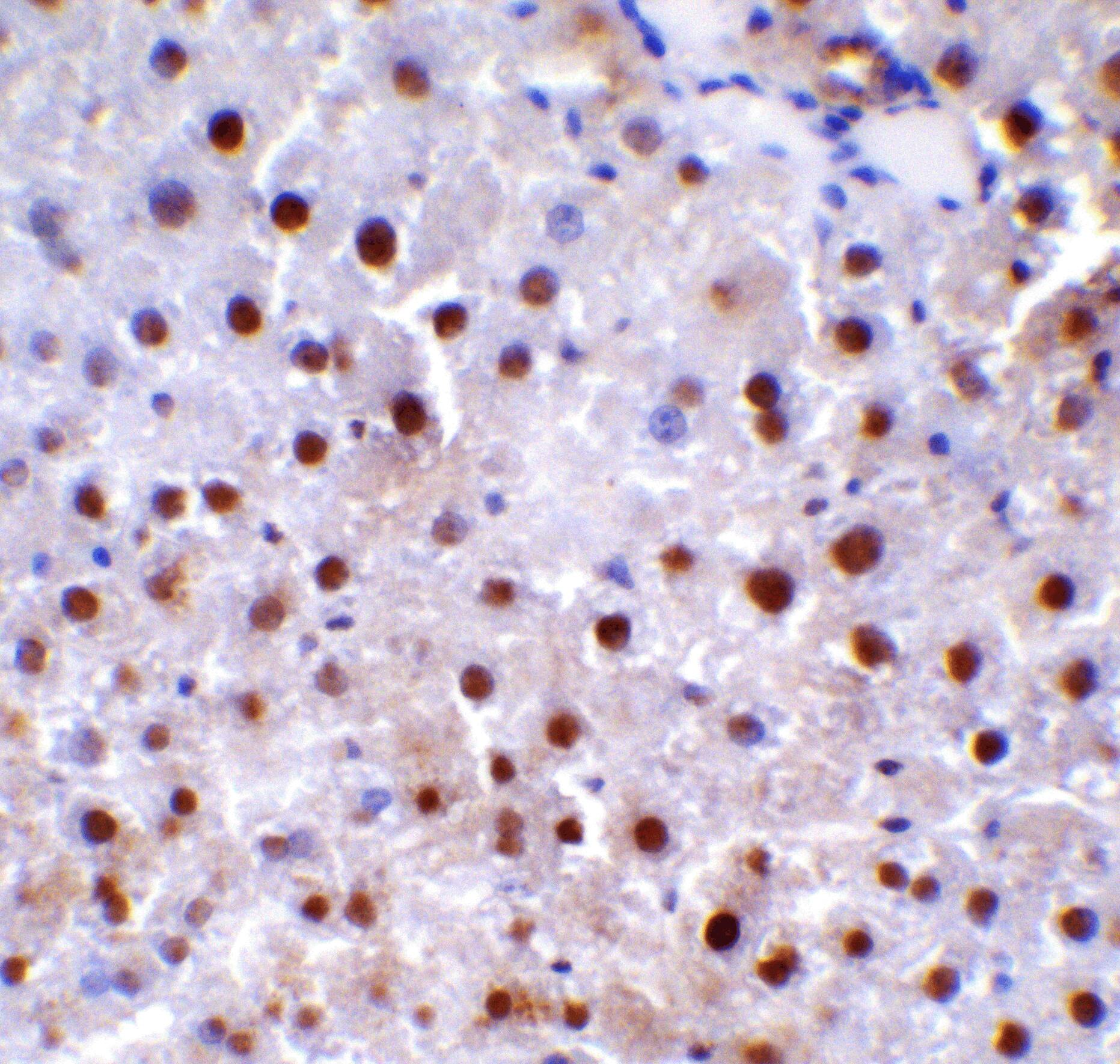 Beclin 1 Antibody - BSA Free