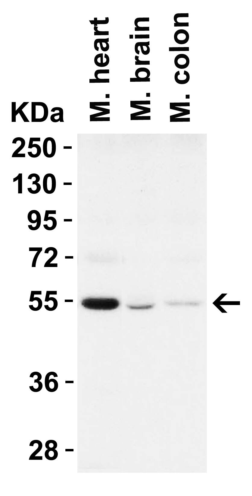 Beclin 1 Antibody - BSA Free