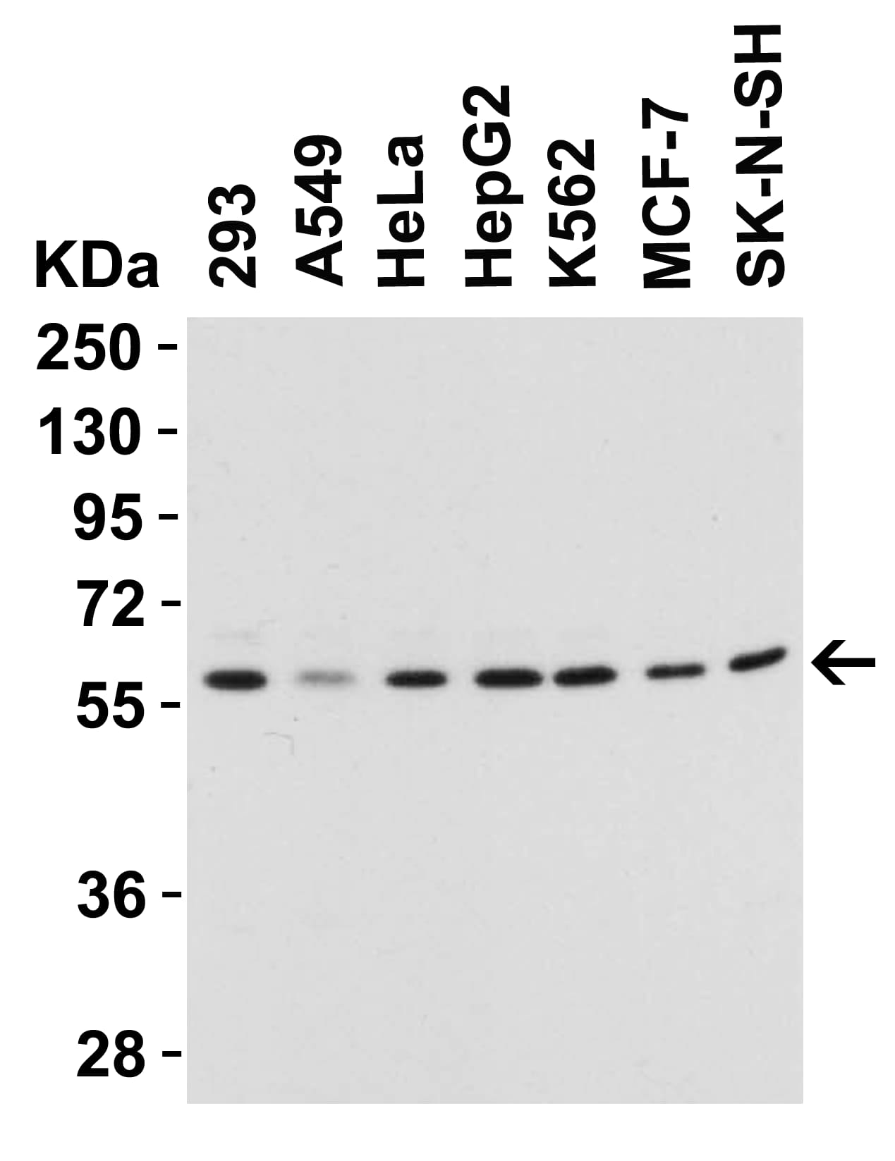 Beclin 1 Antibody - BSA Free