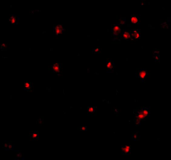 ATG7 Antibody - BSA Free