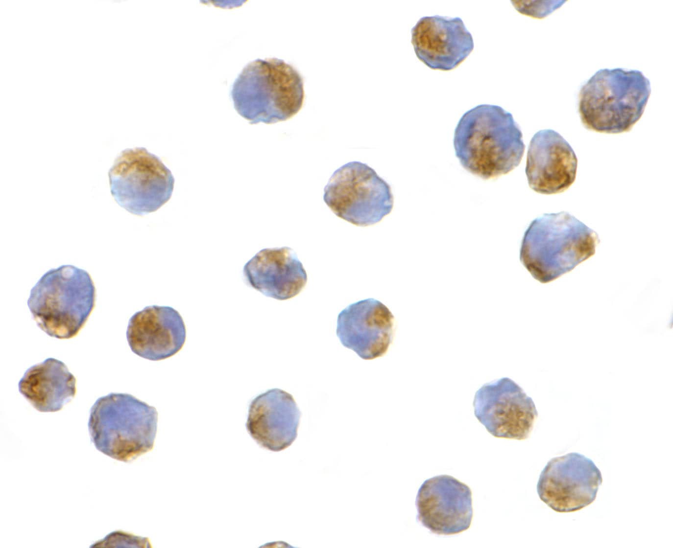 ATG7 Antibody - BSA Free