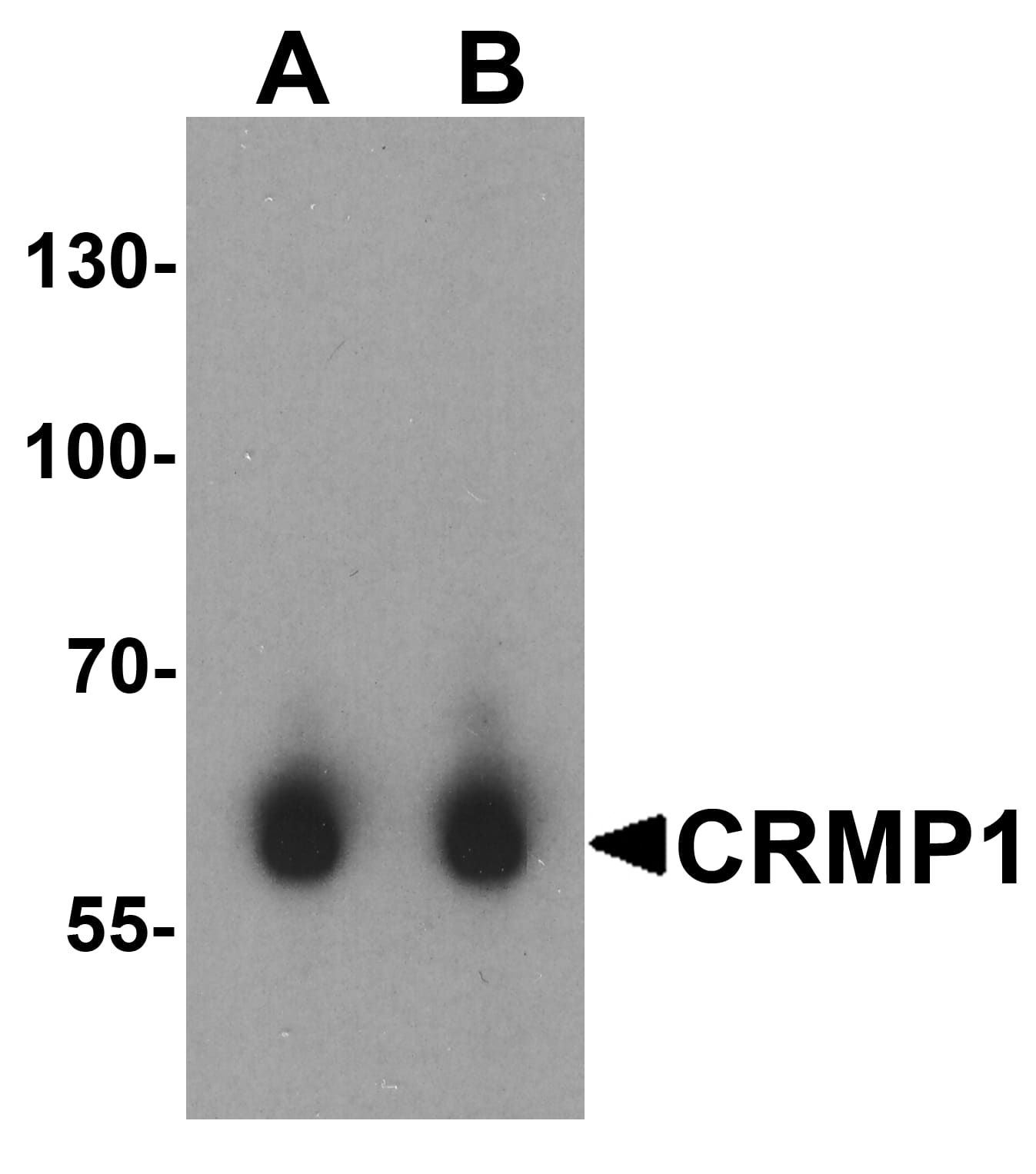 CRMP1 Antibody - BSA Free