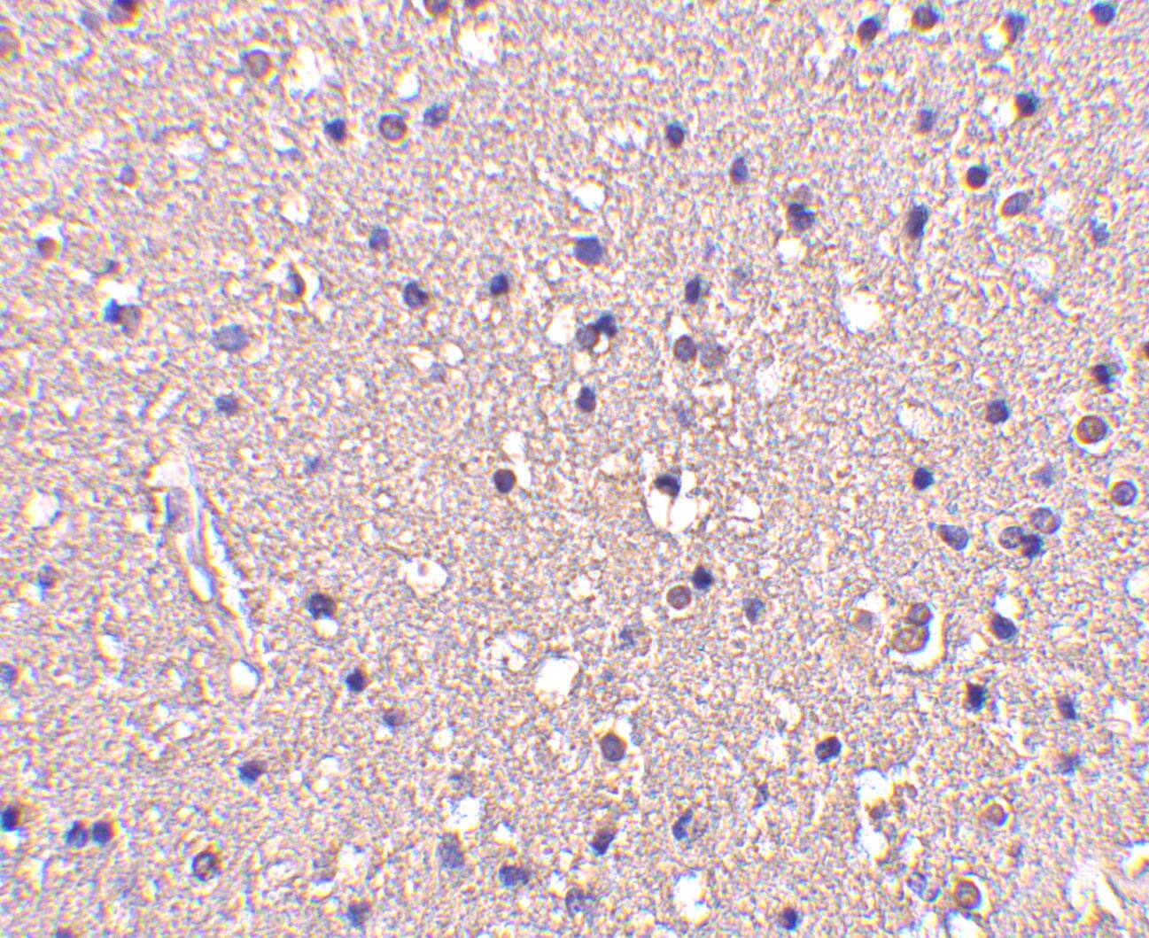 CRMP1 Antibody - BSA Free