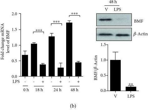Bmf Antibody - BSA Free