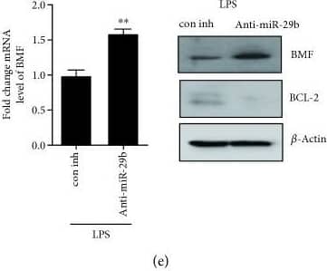 Bmf Antibody - BSA Free