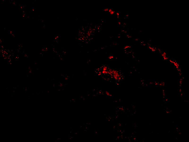 Septin-4 Antibody - BSA Free