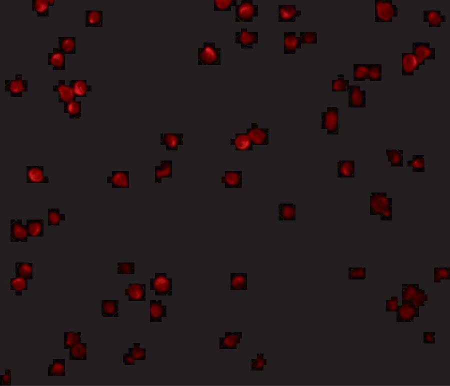 CTRP2 Antibody - BSA Free