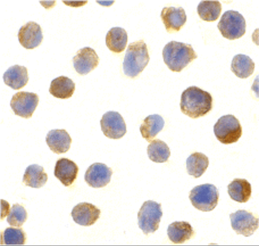 CTRP2 Antibody - BSA Free