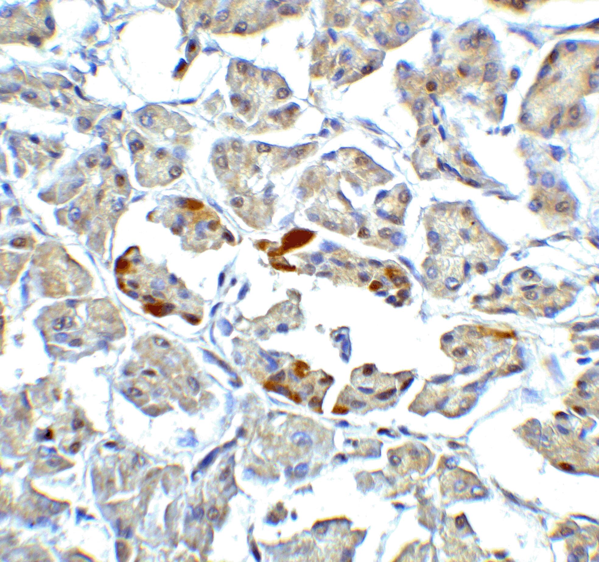 ATF6 Antibody - BSA Free