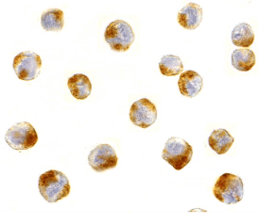 ATF6 Antibody - BSA Free