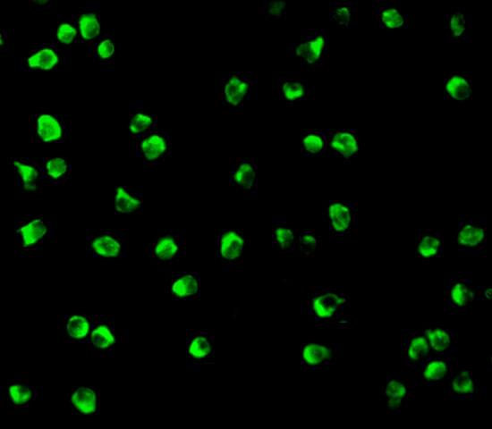 Nudel Antibody - BSA Free