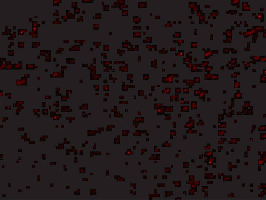 Lano Antibody - BSA Free