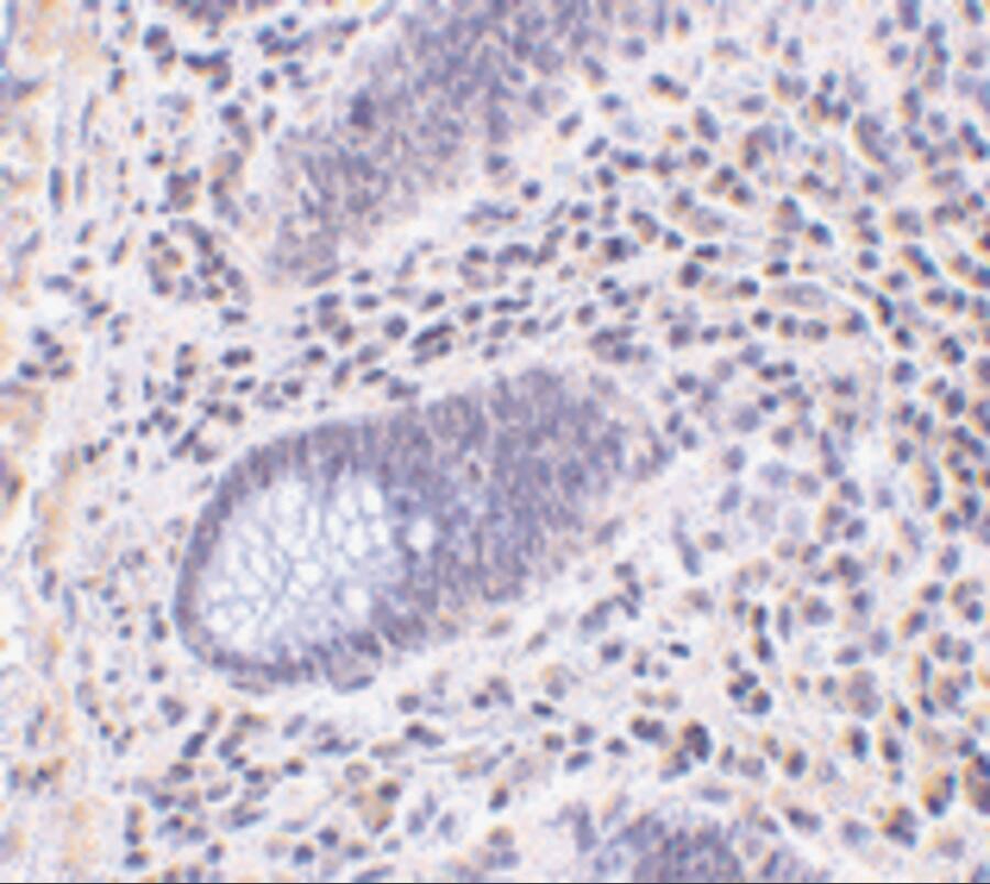 Lano Antibody - BSA Free