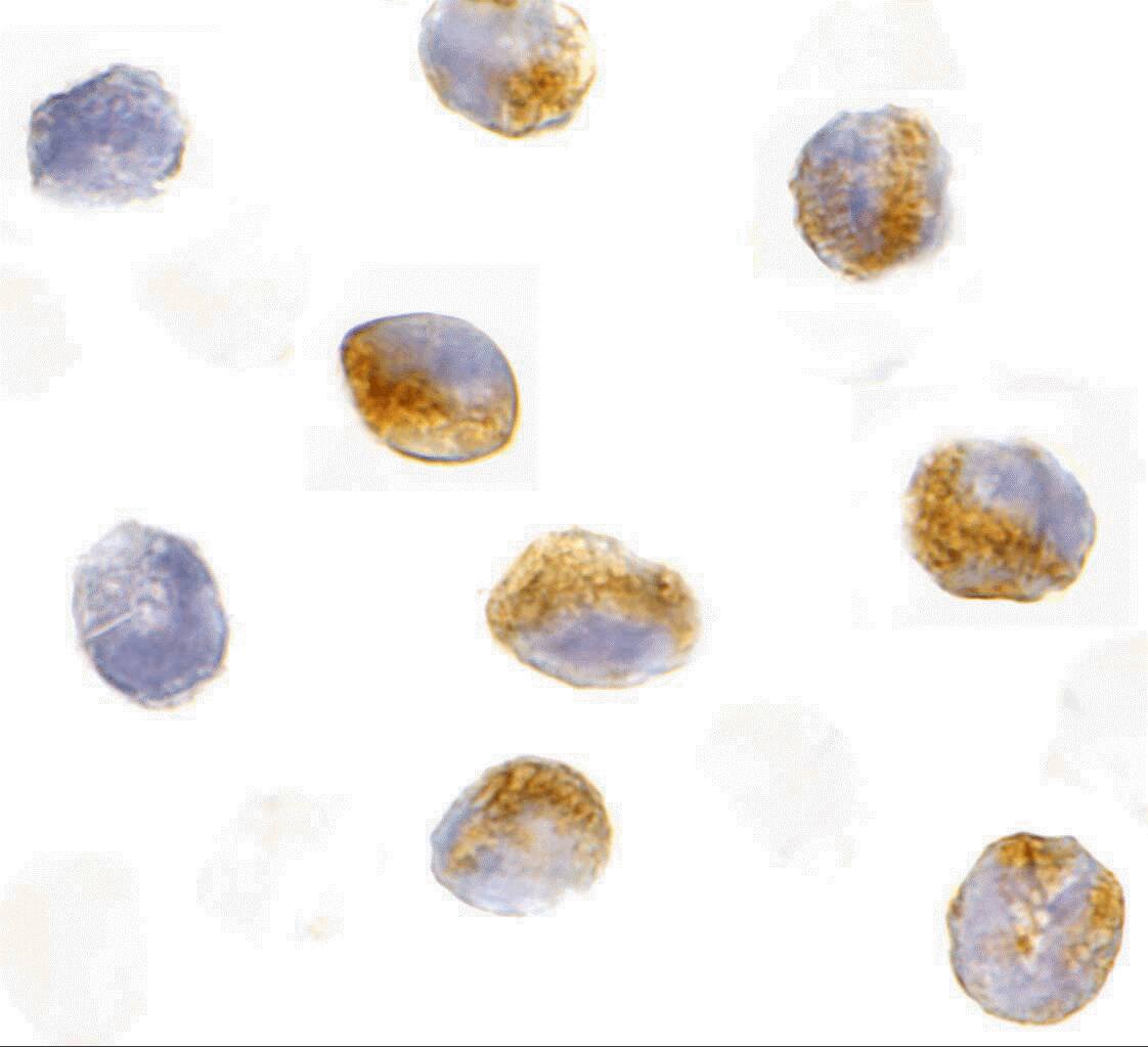 CARD9 Antibody - BSA Free