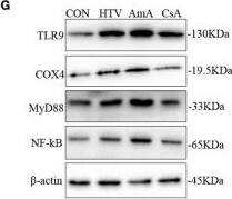 TLR9 Antibody - BSA Free
