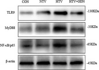 TLR9 Antibody - BSA Free