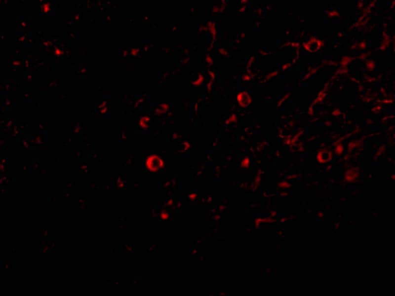 IL-32 Antibody - BSA Free