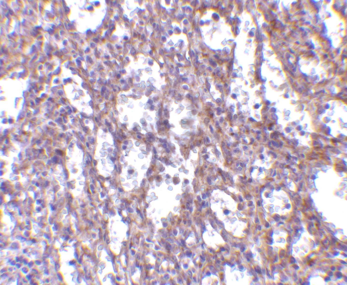 IL-32 Antibody - BSA Free