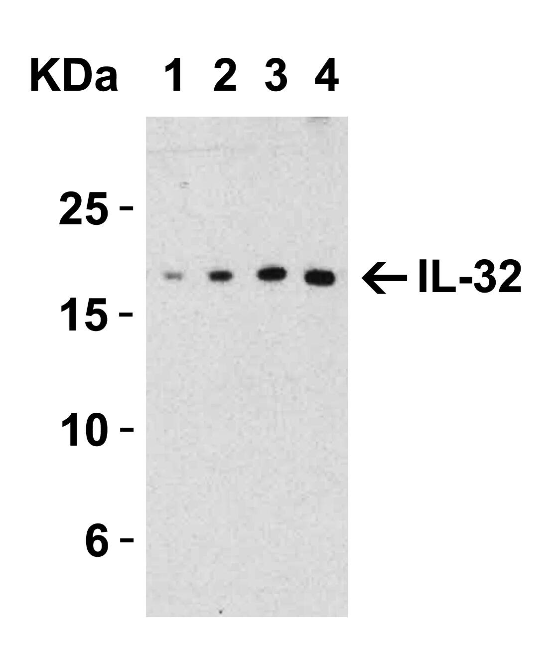 IL-32 Antibody - BSA Free