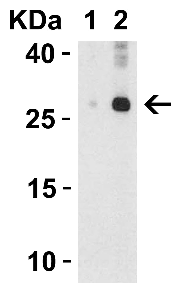 IL-32 Antibody - BSA Free