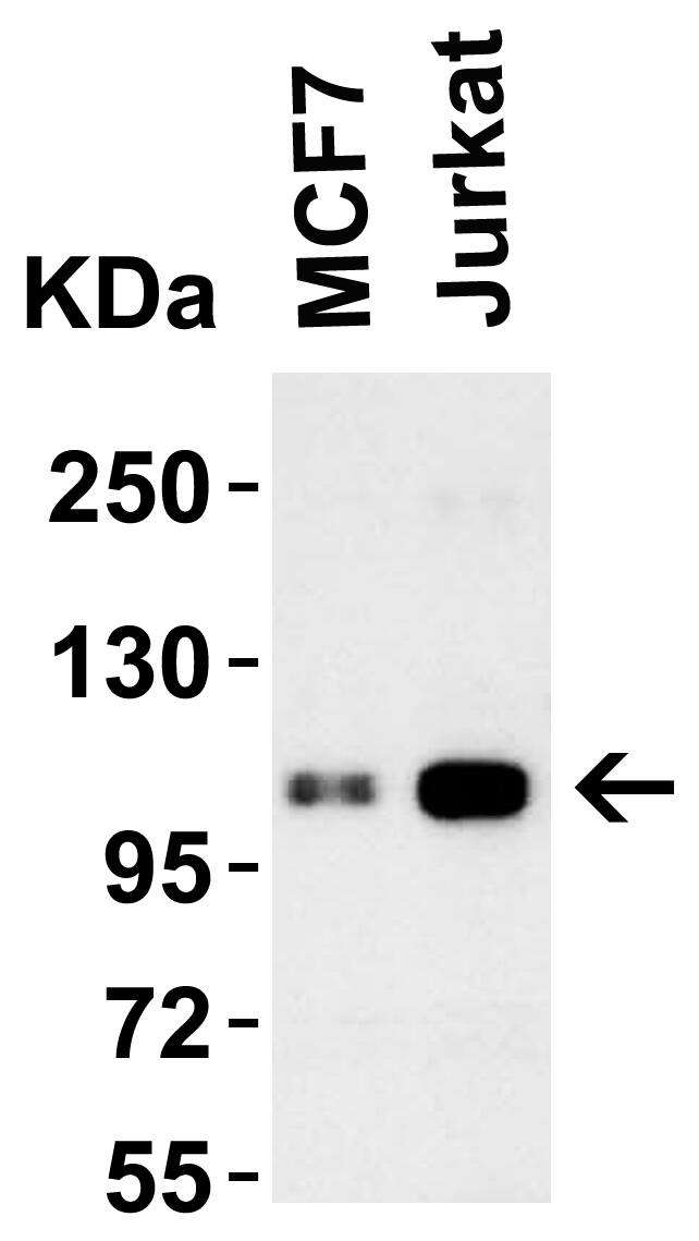 LSD1 Antibody - BSA Free
