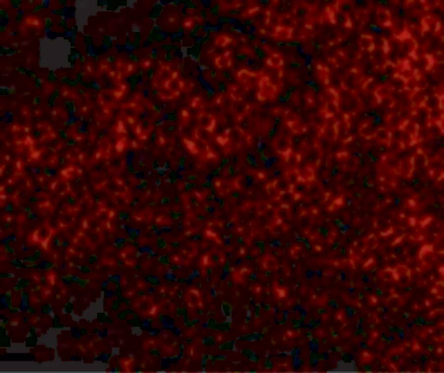 HVEM/TNFRSF14 Antibody - BSA Free