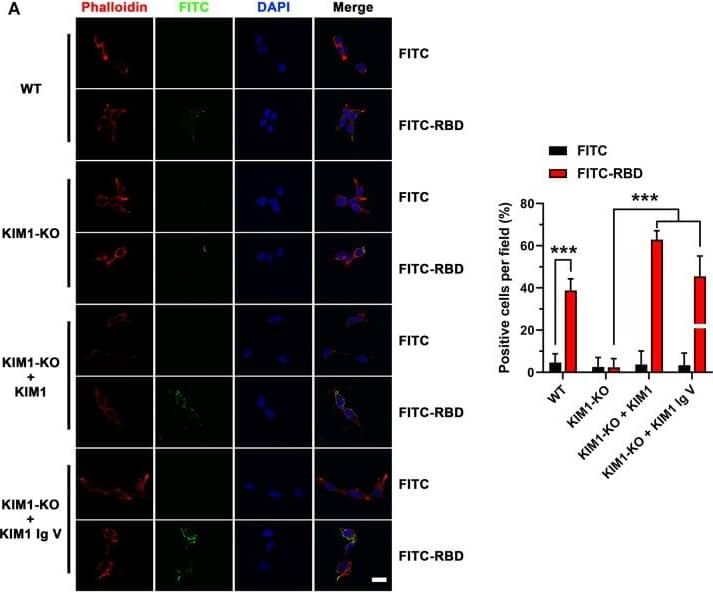 TIM-1/KIM-1/HAVCR Antibody - BSA Free