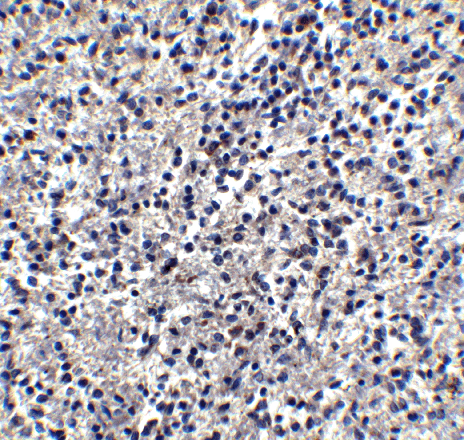 TIM-4 Antibody - BSA Free