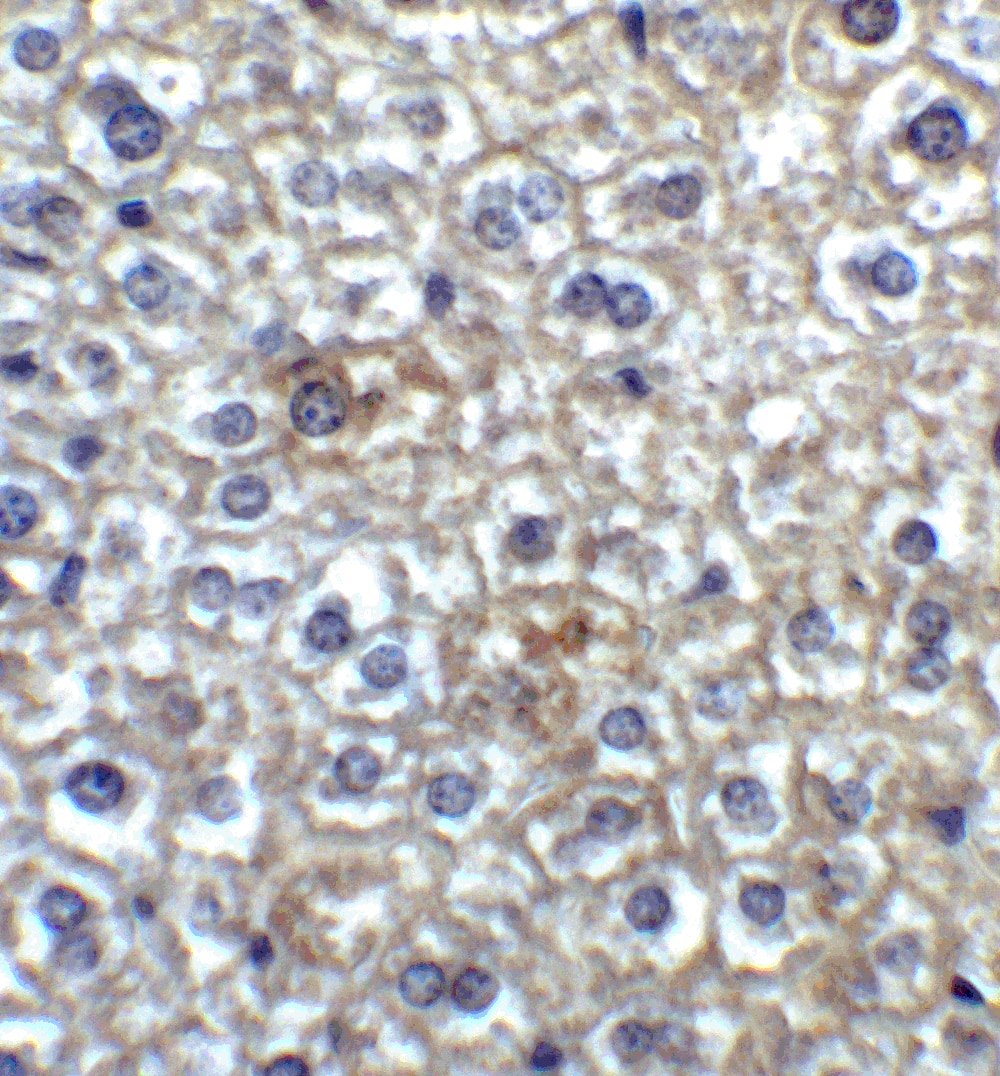 TIM-4 Antibody - BSA Free