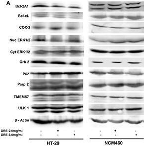Bcl-2 related protein A1 Antibody - BSA Free