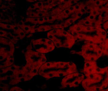 Bcl-2 related protein A1 Antibody - BSA Free