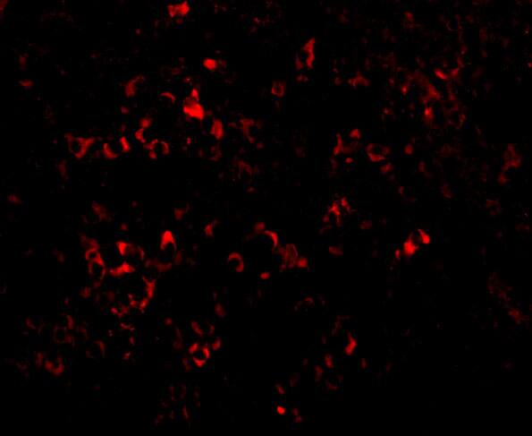 PAK2 Antibody - BSA Free
