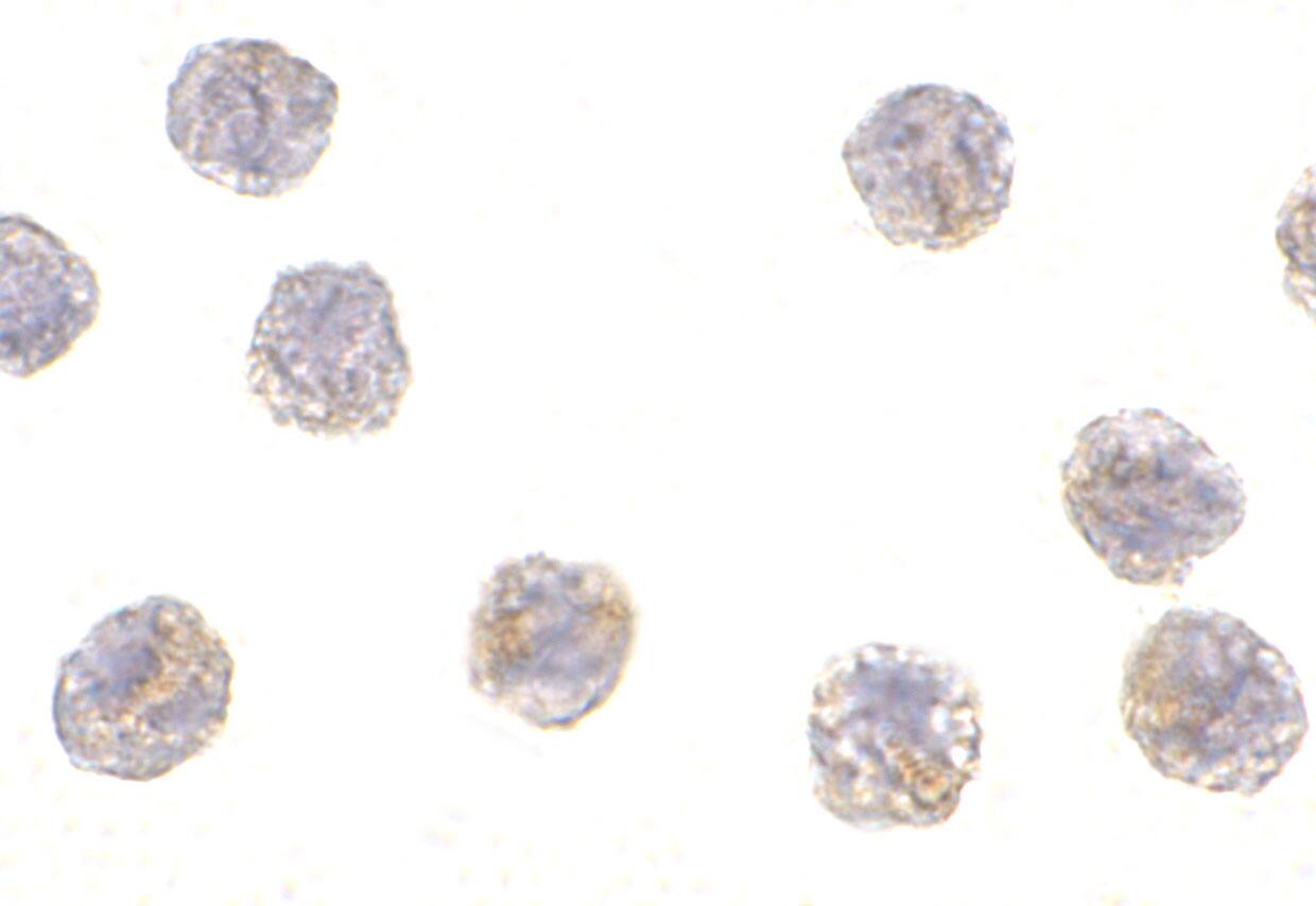 MCG10 Antibody - BSA Free