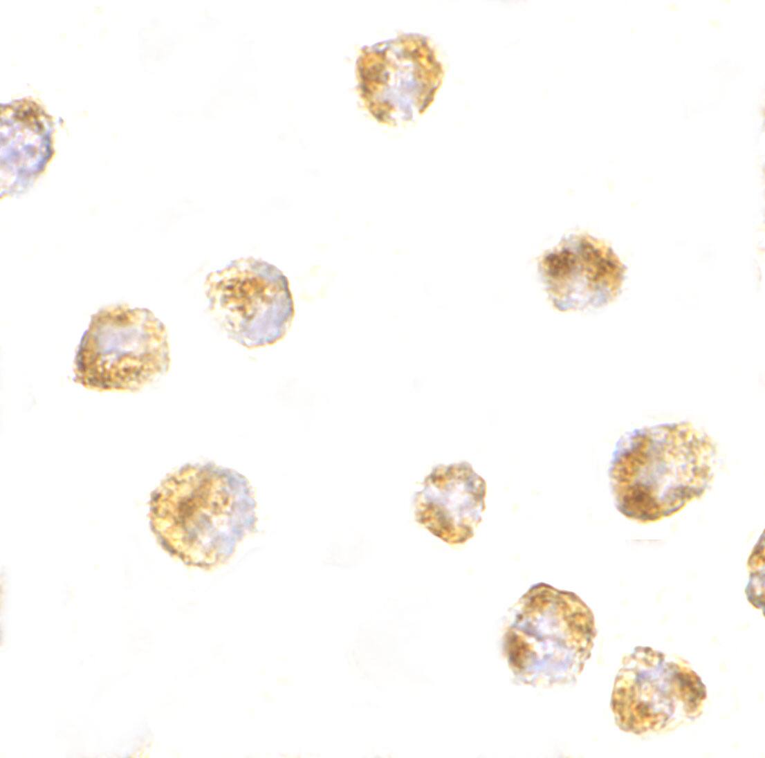 SUMO1 Antibody - BSA Free