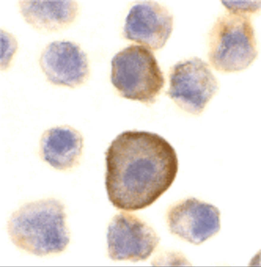 PERP Antibody - BSA Free