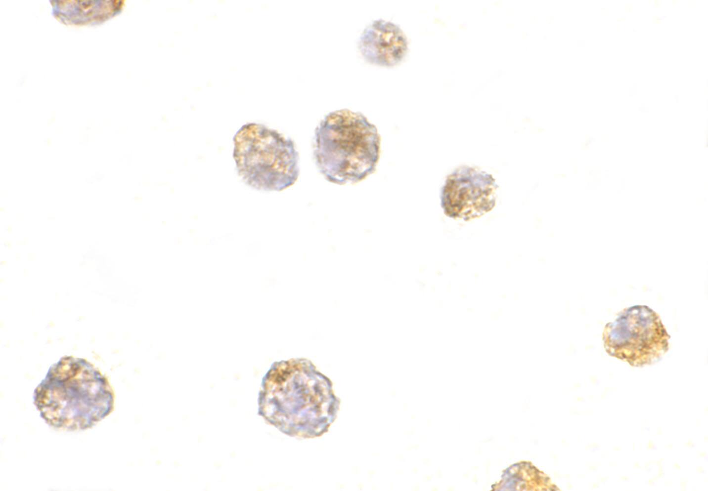 p53 AIP1 Antibody - BSA Free