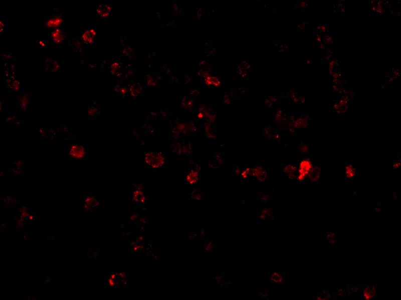 p53 AIP1 Antibody - BSA Free