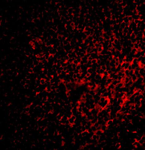 FAF1 Antibody - BSA Free