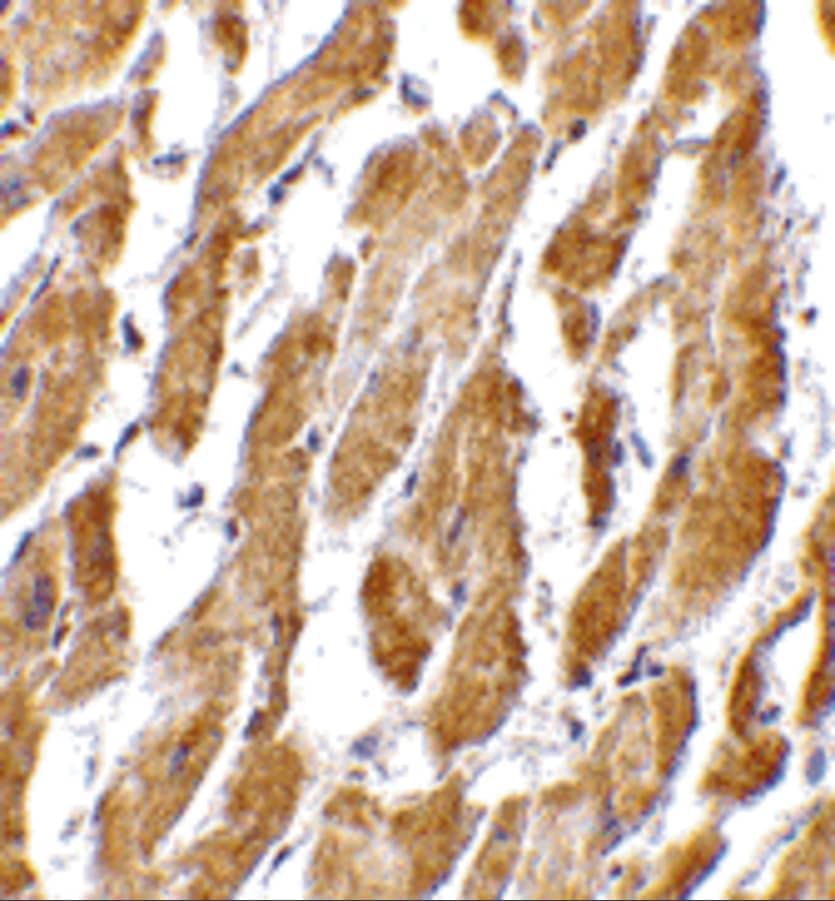 CRTH-2/GPR44 Antibody - BSA Free