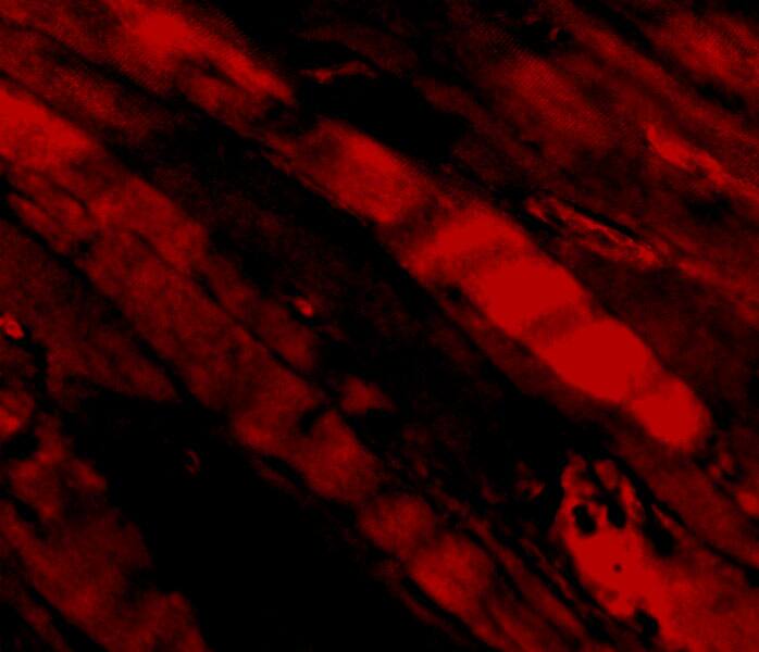 Emerin Antibody - BSA Free