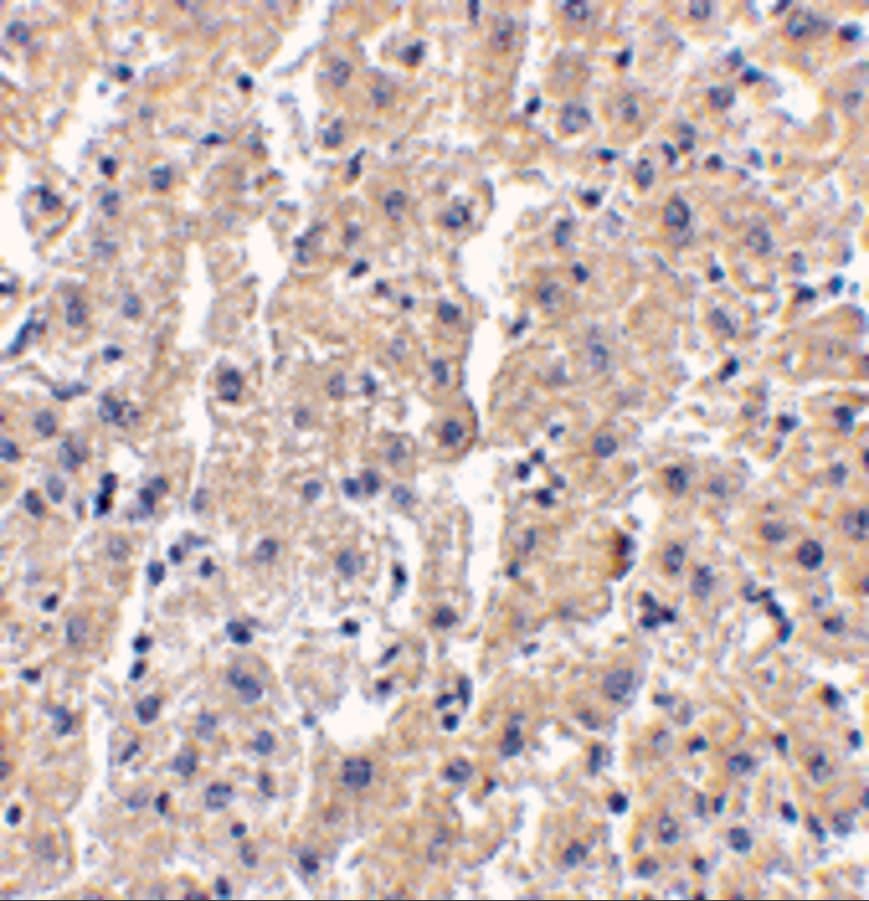 DRAM Antibody - BSA Free