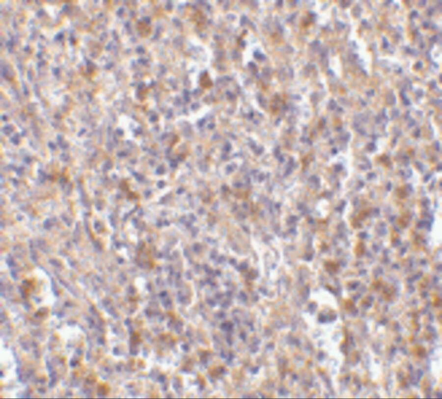 Orai1 Antibody - BSA Free