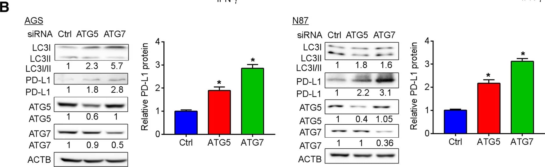 PD-L1 Antibody - BSA Free