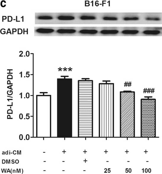 PD-L1 Antibody - BSA Free