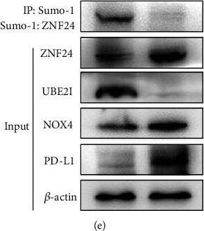 PD-L1 Antibody - BSA Free